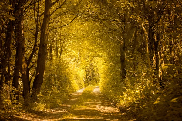 Path in golden forest — Stock Photo, Image