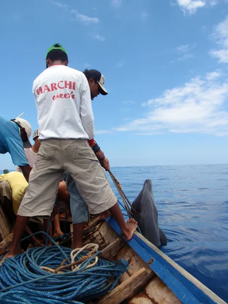 Fishermen catch dolphin from fishing boat — Stock Photo, Image