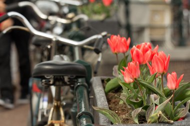 amsterdam tulips and bike clipart