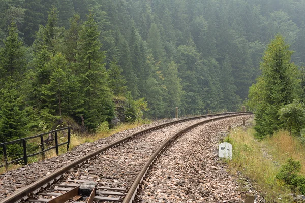 Tory kolejowe w lesie — Zdjęcie stockowe