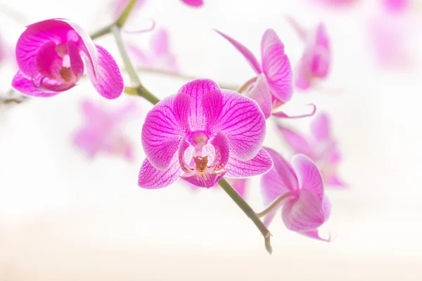 Pink orchid flowers macro — Stock Photo, Image