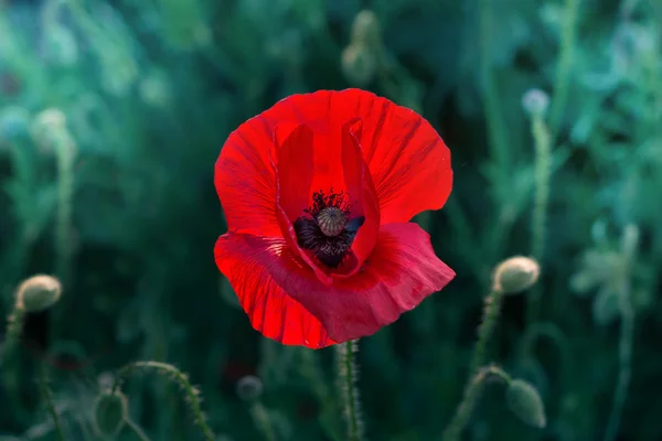 Single wild poppy flower closeup — Stock Photo, Image