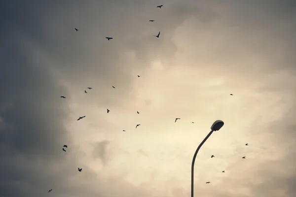 Fåglar silhuett flyger på mulen himmel Stockfoto