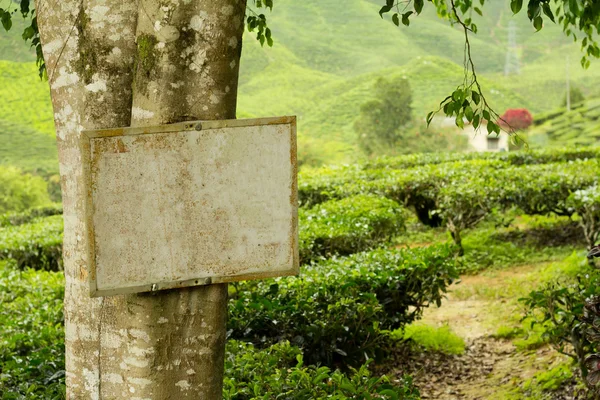 Letrero en blanco en árbol — Foto de Stock