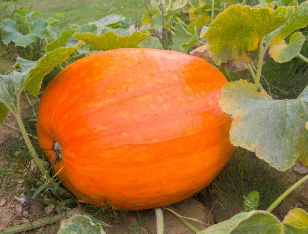 Calabaza naranja fresca creciendo en una vid — Foto de Stock