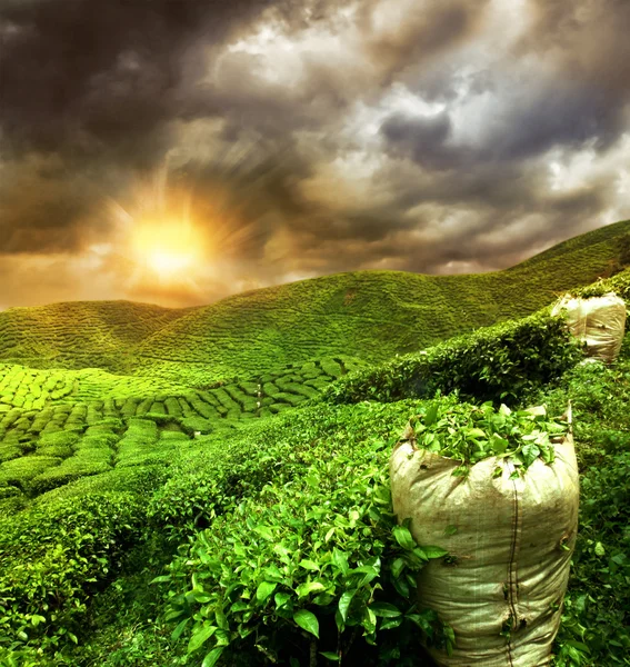 Hermosa plantación de té puesta del sol — Foto de Stock