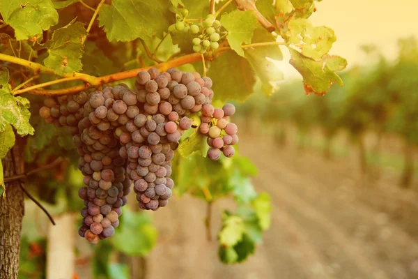 Uvas en la puesta de sol del viñedo — Foto de Stock