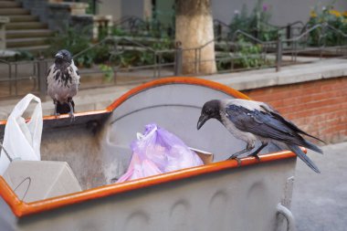 Raven and City. Bird on Garbage. Waste is Food for Animals. Crows on Waste. Animals in the Rubbish. Birdlife City. City Birds Looking for Food. Crow on Garbage.Problem of Trash Bird. Sitting on Trash. clipart