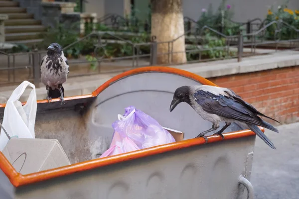Raven ve City. Çöp üstündeki kuş. Atık, hayvanlar için yemektir. Atık Kargalar. Çöpteki Hayvanlar. Kuş Hayatı Şehri. Yemek arayan şehir kuşları. Çöp Kutusunda Karga. Çöp Kuşu sorunu. Çöp kutusunda otururken.