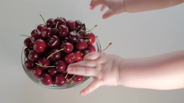 Senzory hrát dětské ruce dotknout bobule jako montessori materiály. Dítě rozvíjí jemné motorické dovednosti s pomocí sladké třešně. Zblízka batole ruce trvá zralé třešně ovoce léto zdravé stravování — Stock video