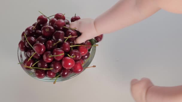 Explorador de desarrollo infantil motilidad bebé a través de la percepción táctil. Los niños sanos que comen desarrollan las habilidades motoras finas con la ayuda de las bayas. Babys dedos tratando de llegar a las cerezas dulces fruta en el plato — Vídeo de stock