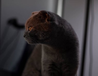 Alacakaranlıktaki gri kedi Şenlik ateşiyle.