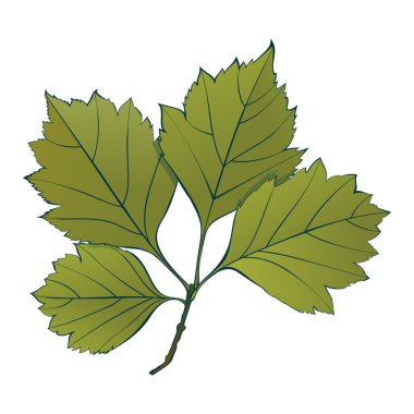 Beyaz arka planda izole edilmiş bitkisel karaağaç yeşil yaprakları. Basit çizgi film düz biçim vektör çizimi.