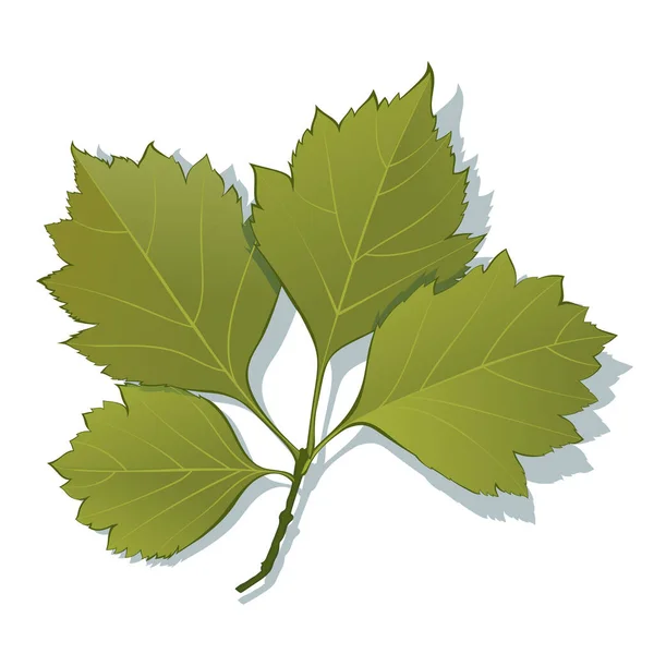 Beyaz Arka Planda Izole Edilmiş Bitkisel Karaağaç Yeşil Yaprakları Basit — Stok Vektör