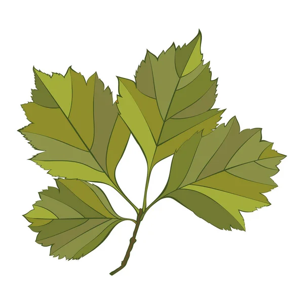 Feuilles Vert Orme Botanique Isolées Sur Fond Blanc Illustration Vectorielle — Image vectorielle