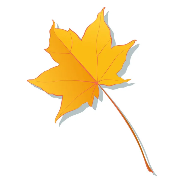 Feuilles Automne Érable Botaniques Isolées Sur Fond Blanc Illustration Vectorielle — Image vectorielle