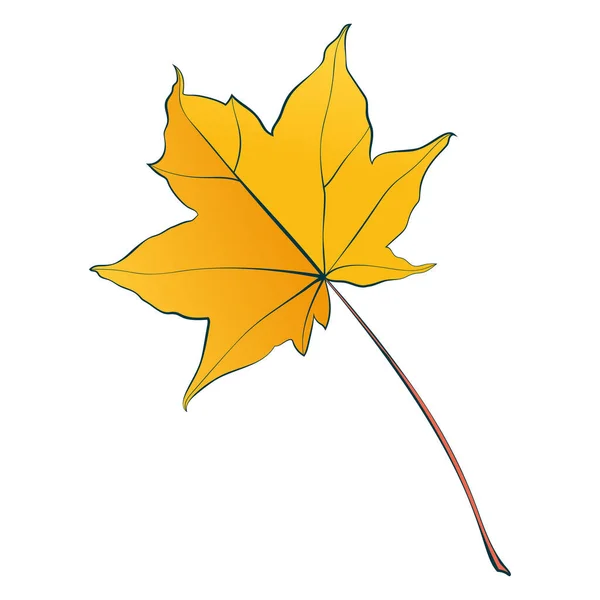 Botanické Javorové Podzimní Listy Izolované Bílém Pozadí Jednoduchá Kreslená Vektorová — Stockový vektor