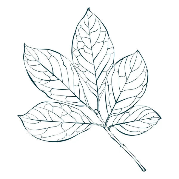 Βοτανική Ουγγρική Πασχαλιά Φύλλα Σκιαγραφήσει Απομονώνονται Λευκό Φόντο Απλή Εικόνα — Διανυσματικό Αρχείο
