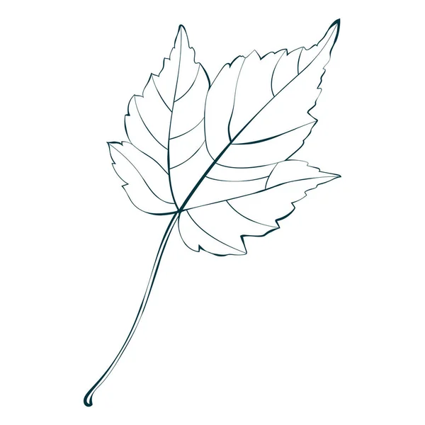 Φθινοπωρινό Σχέδιο Γραμμής Φύλλου Σφενδάμου Απομονωμένο Λευκό Φόντο Απλή Εικόνα — Διανυσματικό Αρχείο
