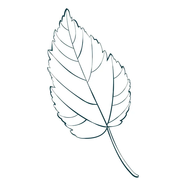 Φθινοπωρινό Περίγραμμα Φύλλων Σφενδάμου Που Απομονώνεται Λευκό Φόντο Απλή Εικόνα — Διανυσματικό Αρχείο