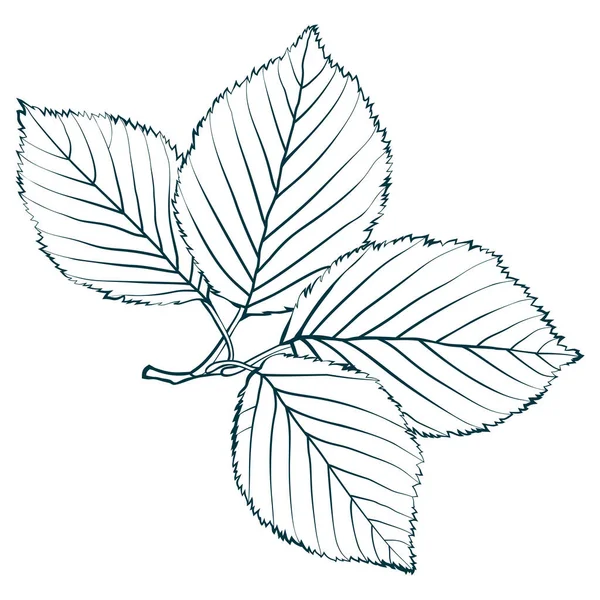 Ветка Вяза Четырьмя Листьями Изолированы Белом Фоне Простой Эскиз Набросок — стоковый вектор
