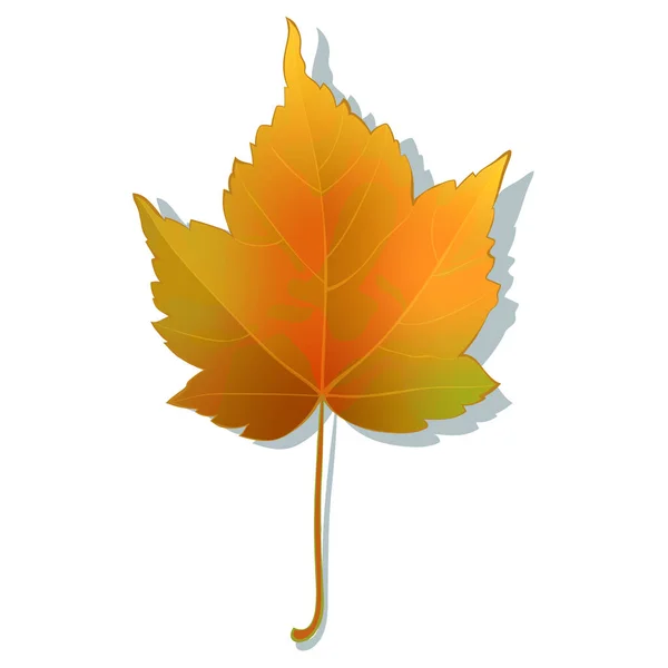 秋天的枫叶被白色的背景隔开了 简单的卡通平面风格矢量插图 — 图库矢量图片