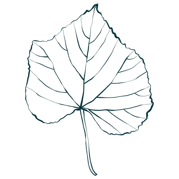 Çizim Çizgisi Sonbahar Akçaağaç Yaprağı Beyaz Arkaplanda Izole Edilmiş Çizimi — Stok Vektör
