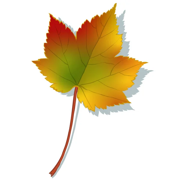 Hoja Arce Otoño Aislada Sobre Fondo Blanco Ilustración Vector Estilo — Vector de stock