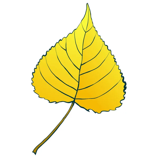 Hoja Álamo Dorado Otoño Aislada Sobre Fondo Blanco Ilustración Vector — Vector de stock