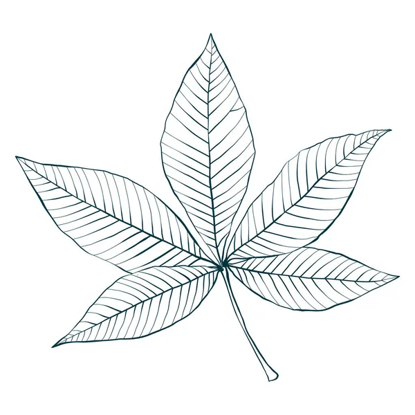 Φύλλα Κάστανου Απομονωμένα Λευκό Φόντο Απλή Ζωγραφισμένη Στο Χέρι Εικονογράφηση — Διανυσματικό Αρχείο