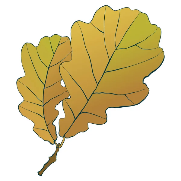 Белом Фоне Выделены Два Золотых Осенних Дуба Простая Векторная Иллюстрация — стоковый вектор