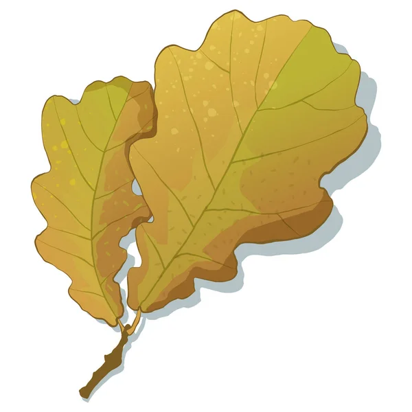 Autumn Oak Leaves Isolated White Background Simple Cartoon Flat Style — Stock Vector