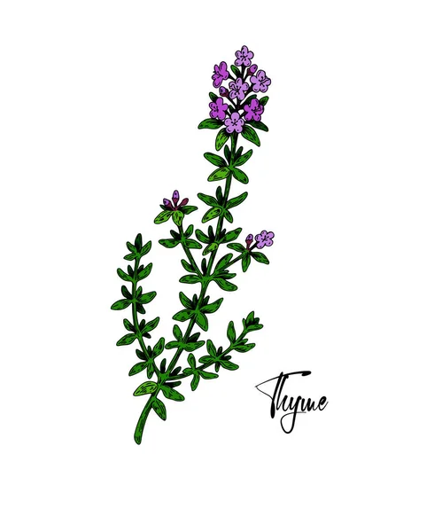 Met Hand Getekende Tijmtak Bloei Vector Illustratie Geïsoleerd Wit Botanische — Stockvector