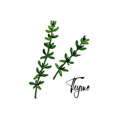 Kekik dallarını elle çizdim. Vektör illüstrasyonu beyaza izole edildi. Klasik renkli eskiz tarzında botanik bitkisi. Thymus vulgaris.