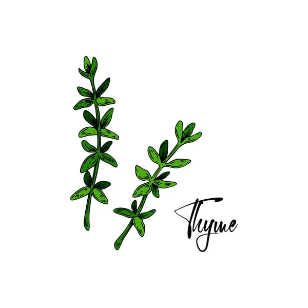 Met Hand Getrokken Tijmtakken Vector Illustratie Geïsoleerd Wit Botanische Kruidenplant — Stockvector