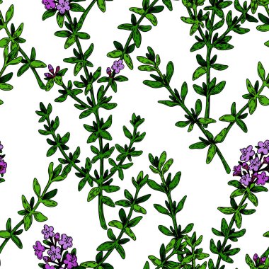 Kekikli kekik deseni çizdim. Renkli çizim tarzında bitkisel baskı. Vektör illüstrasyonu