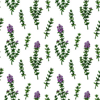 Kekikli kekik deseni çizdim. Renkli çizim tarzında bitkisel baskı. Vektör illüstrasyonu