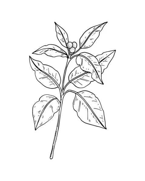 Ramo Poinsettia Desenhado Mão Com Folhas Isoladas Fundo Branco Elemento —  Vetores de Stock