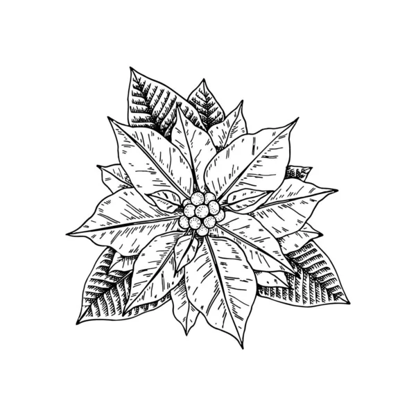 Рука Намальована Квітка Пуансетії Листям Ізольована Білому Тлі Різдвяний Елемент — стоковий вектор