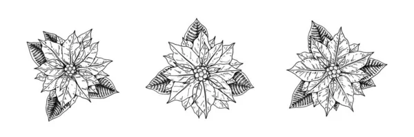Set Van Met Hand Getekende Poinsettia Bloemen Met Bladeren Geïsoleerd — Stockvector