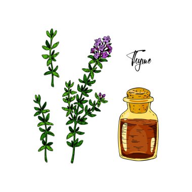 Kekik dalları çiçek ve homeopatik ve alternatif tıp tasarım elementleriyle çizilmiş. Vektör illüstrasyonu beyaza izole edildi. Klasik renkli eskiz tarzında botanik bitkisi. Thymus vulgaris.