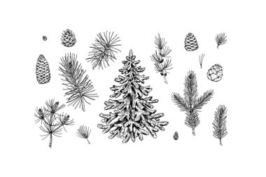 Set of Christmas design elements: fir tree, spruce branches, cones. Design elements for Christmas cards, invitations, decorations. Vector illustration in sketch style vector Set of Christmas design elements: fir tree, spruce branches, cones. Design elements for Christmas cards, invitations, decorations. Vector illustration in sketch style vector