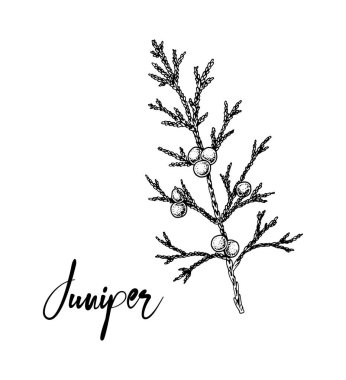 El yapımı ardıç dalı ve beyaz arka planda yalıtılmış böğürtlen. Robot resim biçiminde vektör illüstrasyonu