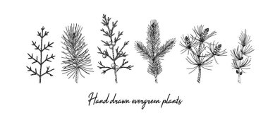 Beyaz arka planda izole edilmiş el çizimi dallar. Noel süslemeleri. Robot resim biçiminde vektör illüstrasyonu