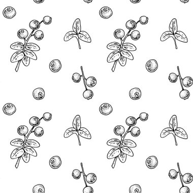 Elle çizilmiş yaban mersini dalları ve beyaz arka planda izole edilmiş böğürtlenler. Klasik çizim tarzında vektör illüstrasyonu