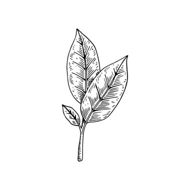 Beyaz arka planda izole edilmiş yaprakları olan el yapımı bir dal. Robot resim tarzında vektör illüstrasyonu. Çiçek tasarım ögesi