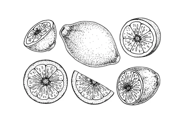 Set Dibujado Mano Elementos Diseño Limón Ilustración Vectorial Estilo Boceto — Vector de stock