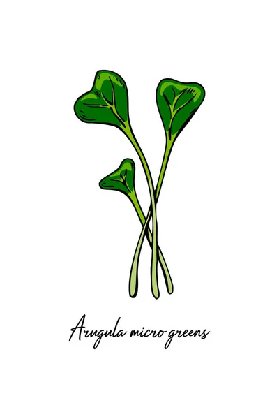 Met Hand Getekende Arugula Micro Greens Vector Illustratie Gekleurde Schets — Stockvector
