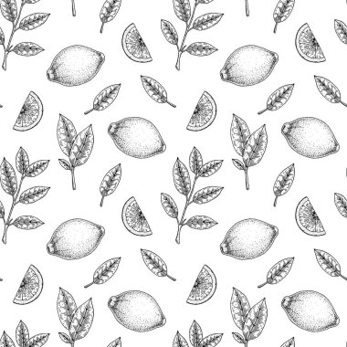 Limon meyvesi ve yapraklarla çizilmiş el izi. Robot resim biçiminde vektör illüstrasyonu