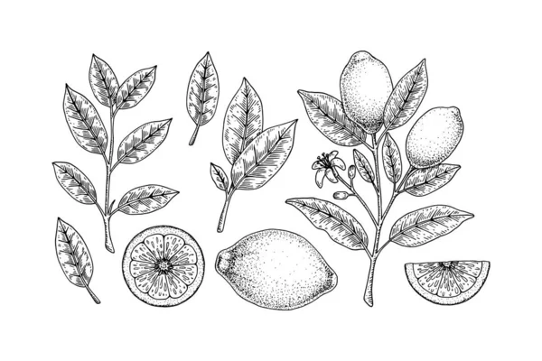 Ручний Малюнок Набору Елементів Лимонного Дизайну Цілий Лимон Шматочок Гілка — стоковий вектор